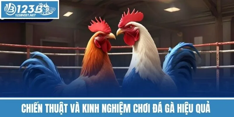 Chiến Thuật Và Kinh Nghiệm Chơi Đá Gà Hiệu Quả